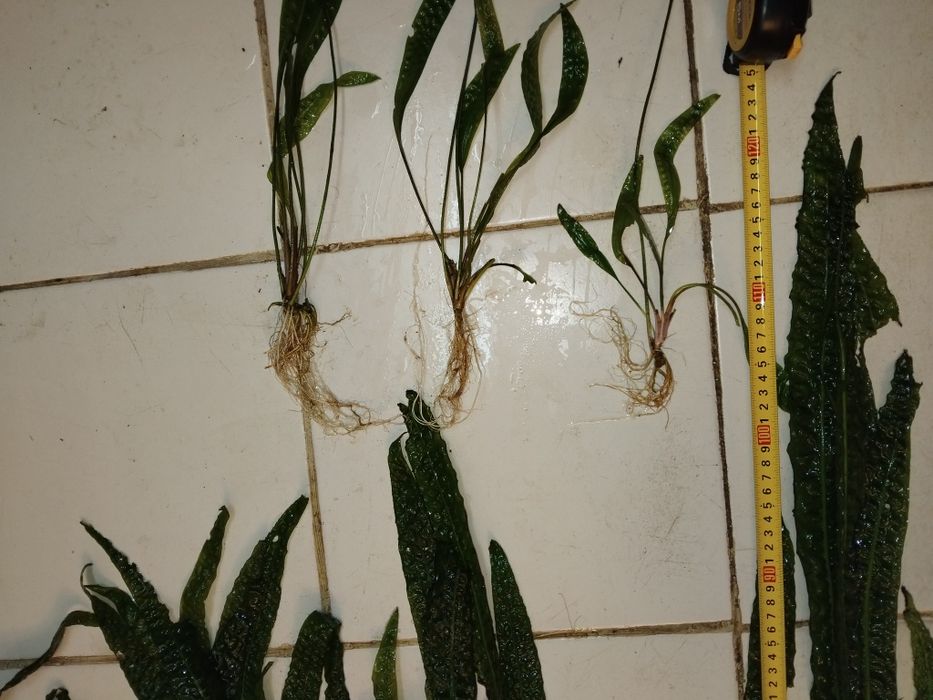 Аквариумни растения