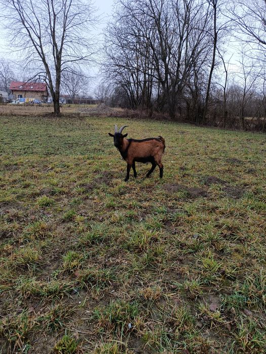 Țap alpin de vânzare preț 550 lei