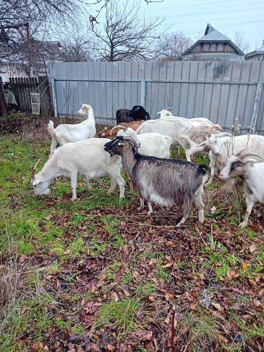 Capre sannen gestante