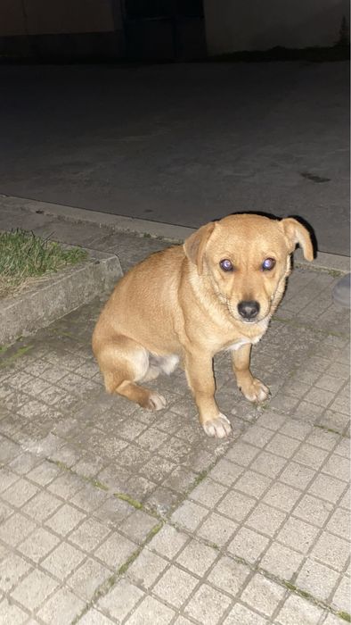 Този сладкиш търси своя дом