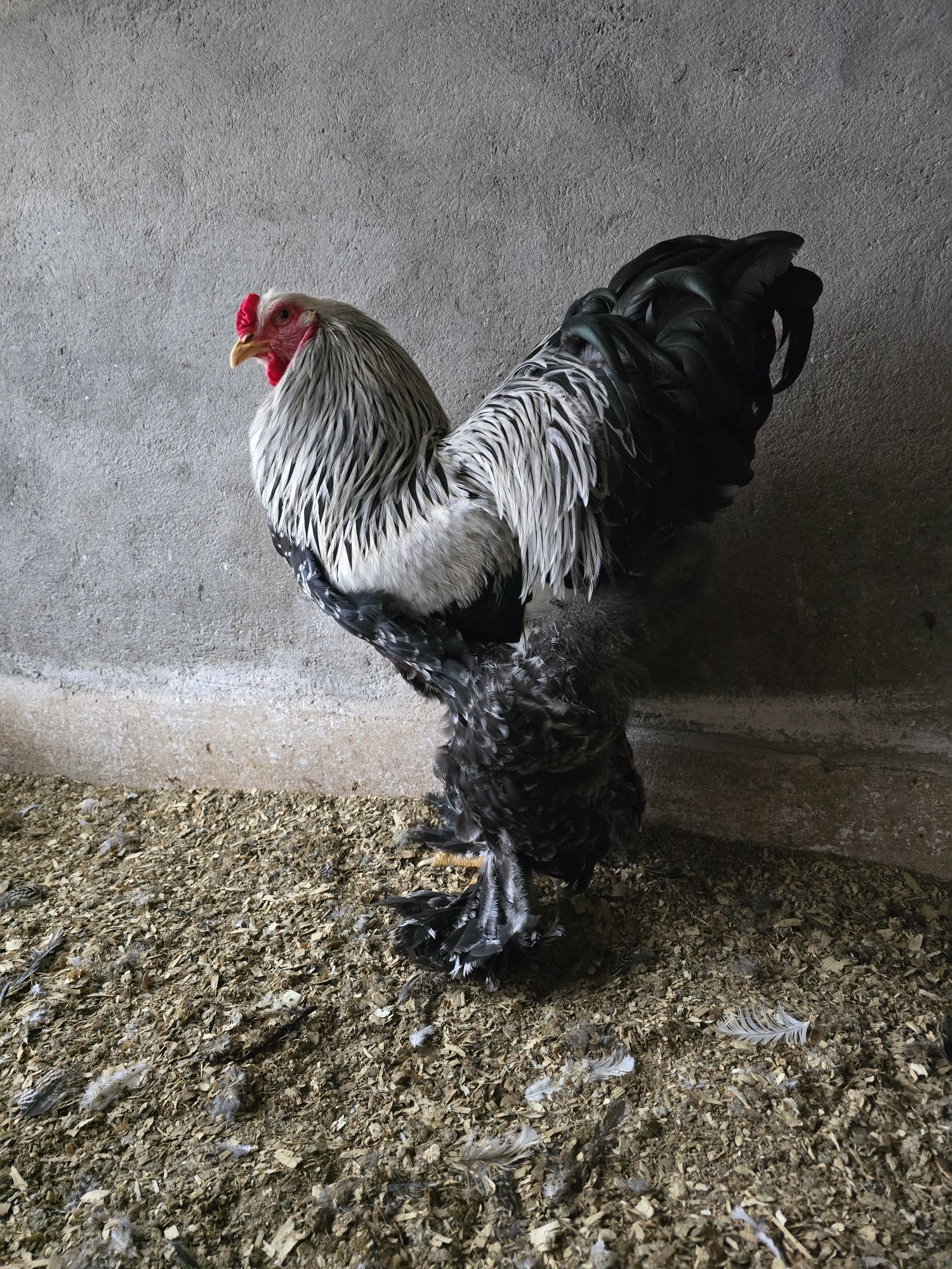 Brahma herminat inchis