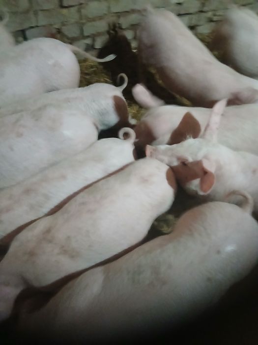 Прасенца на 2 месеца 150 лева