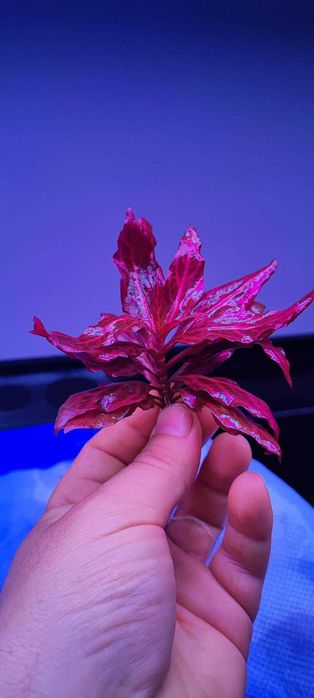 Alternanthera reineckii Variegated