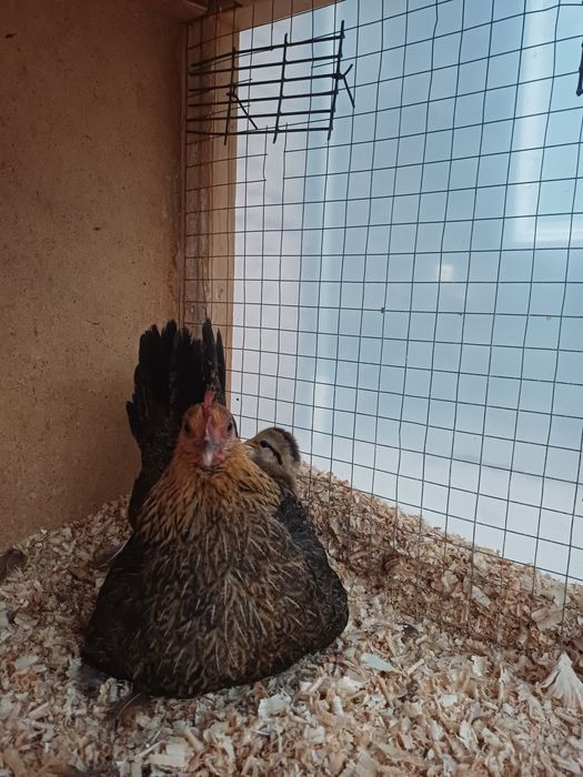 Япон ШАБО товук сотилади