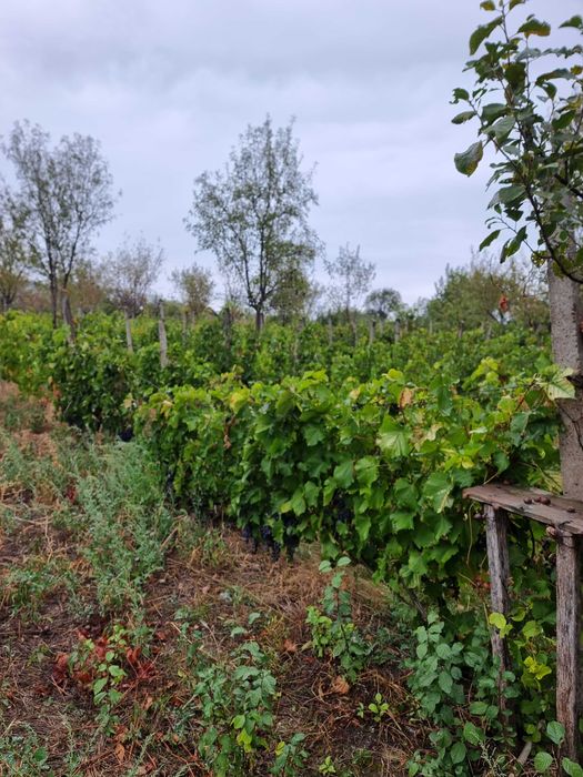 Vand casă batraneasca cu teren