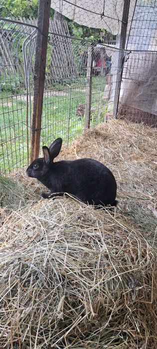 Iepurași Pitici Black Rex