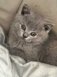 British shorthair