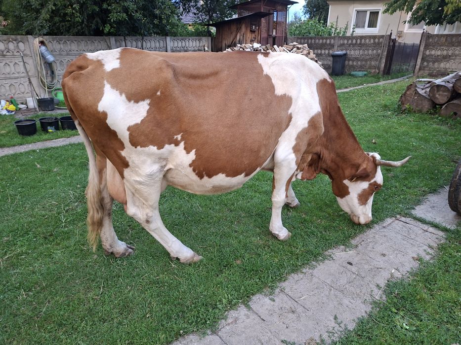 Vând vaca de lapte
