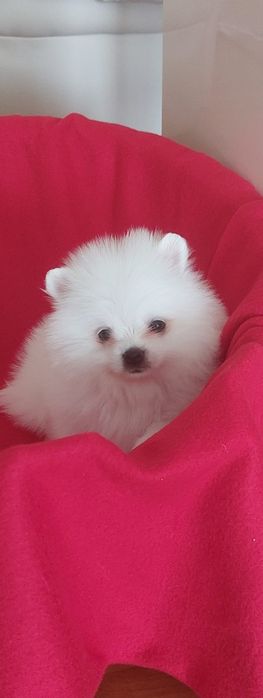 Mascul pomeranian