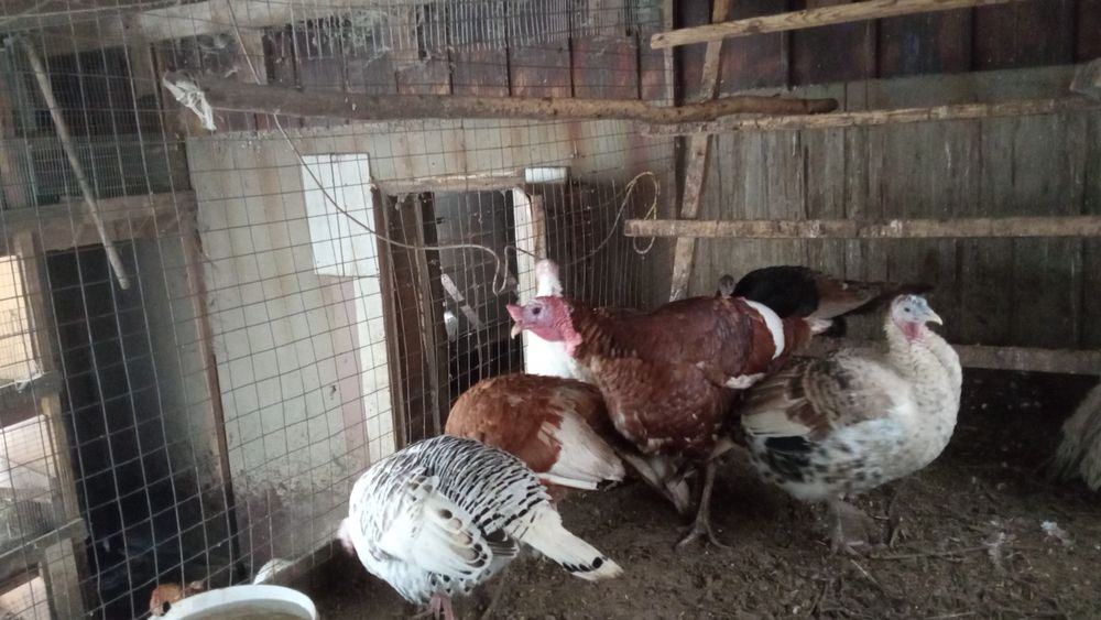 Продам индюков домашних.