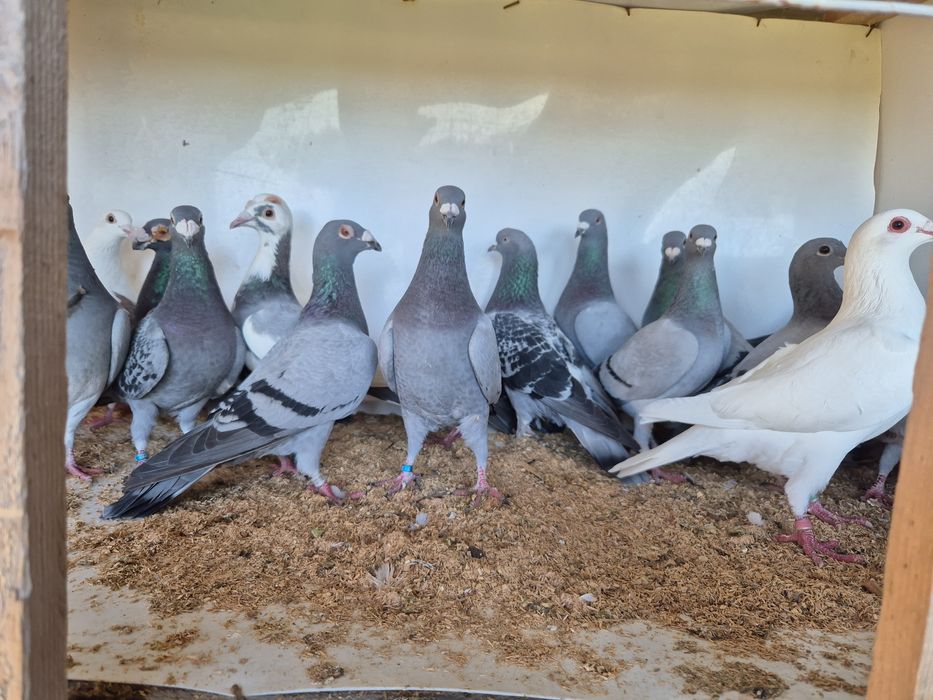 Vând porumbei voiajori