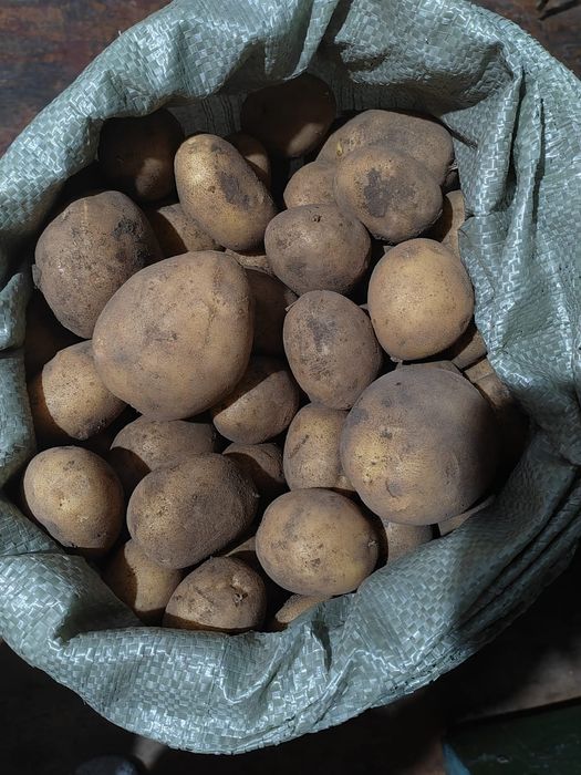 Продам домашнию картошку