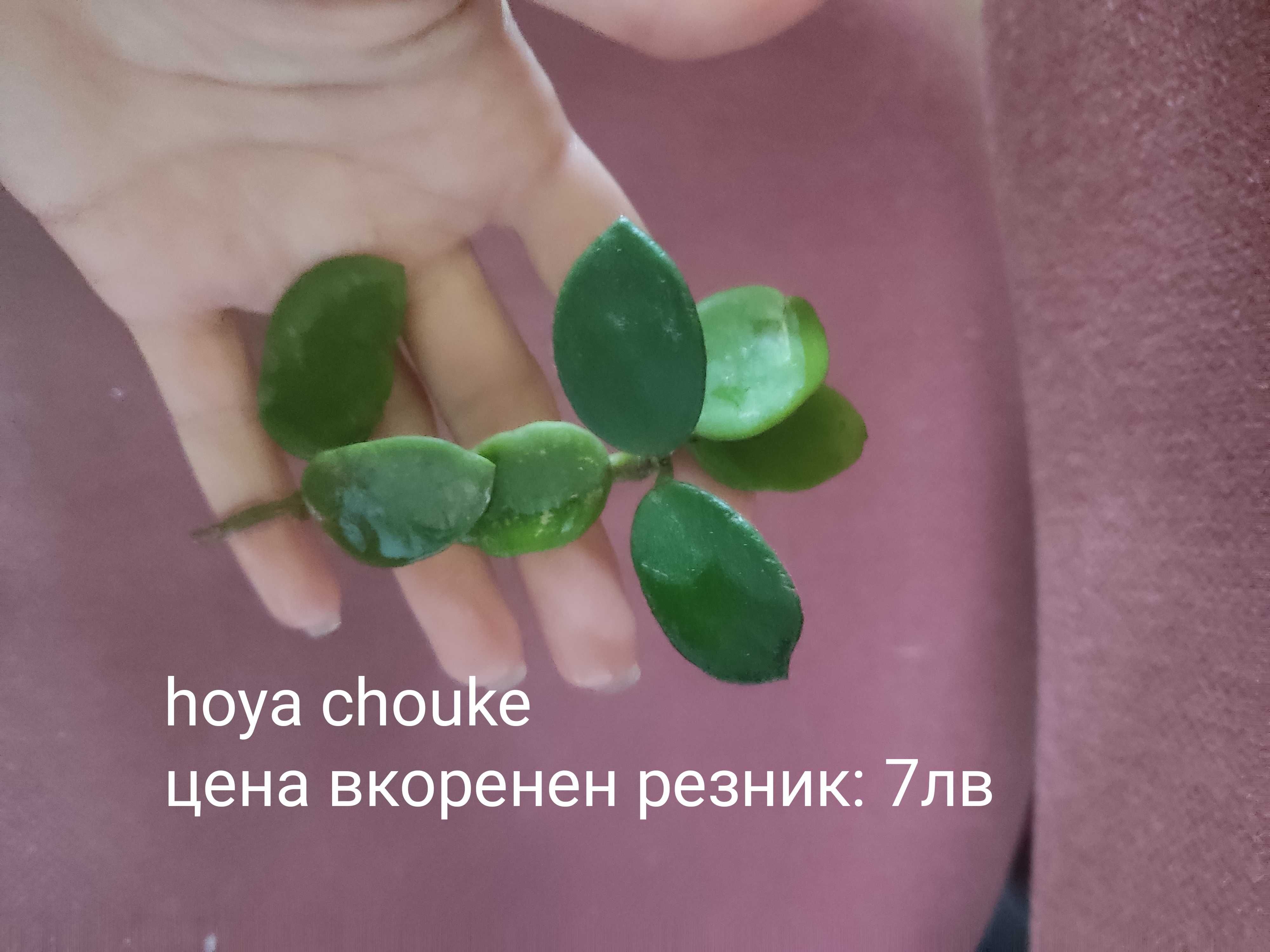 Растения хоя (различни видове)