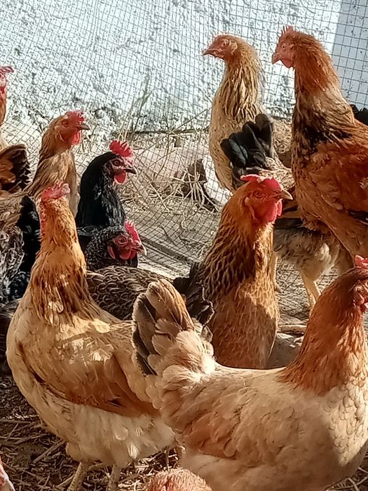 Тауыктар сатылады