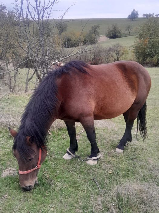 Vând iapă cu mânji