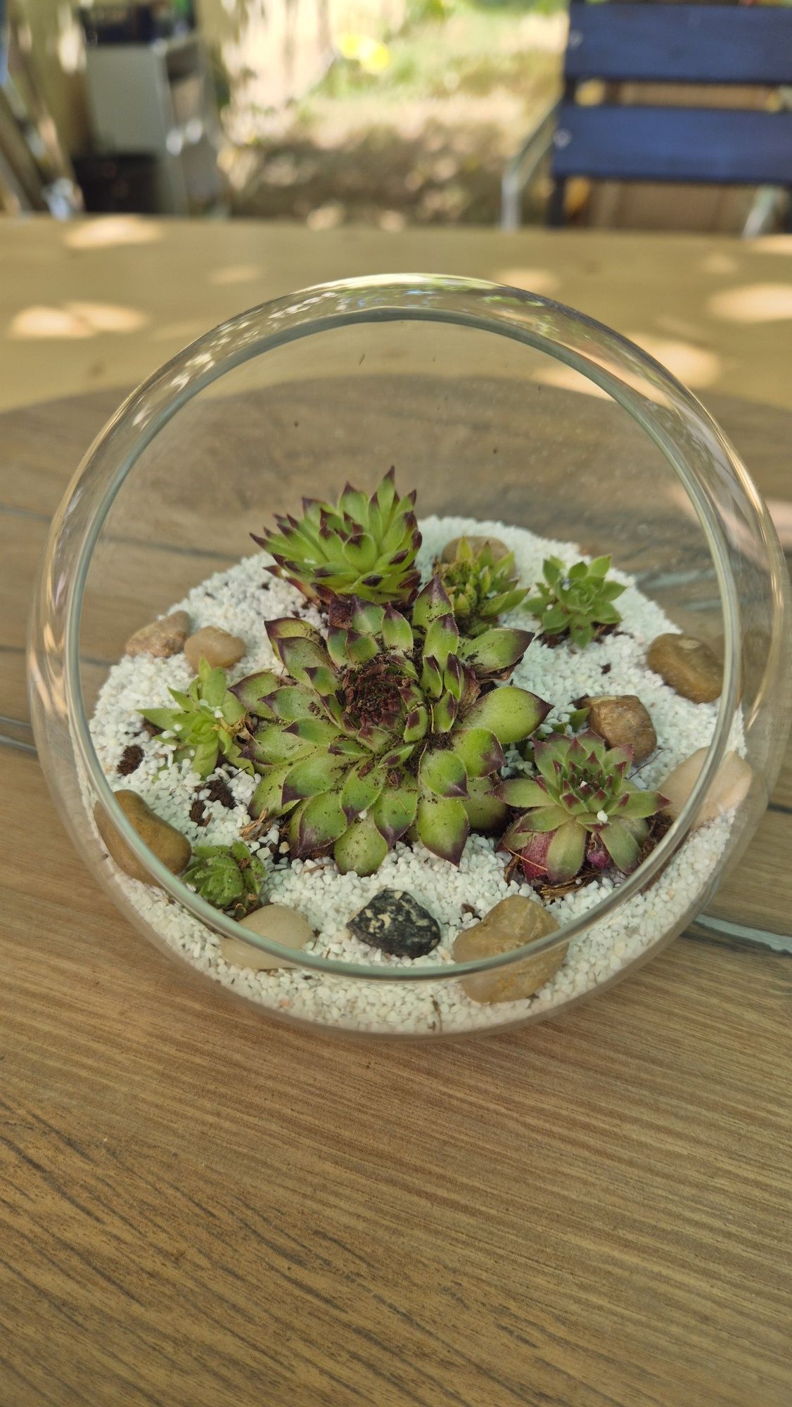 Terariu cu plante suculente