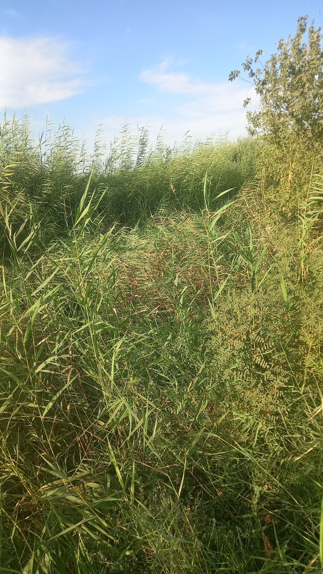 Ут Камиш закаш камишлари