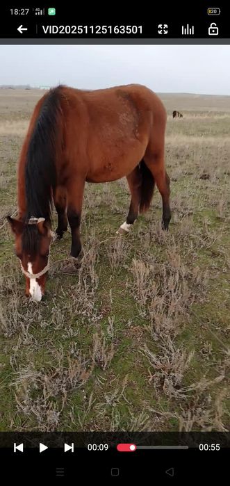 Ассалаумағалейкум жас жарм тай Байтал сатылады