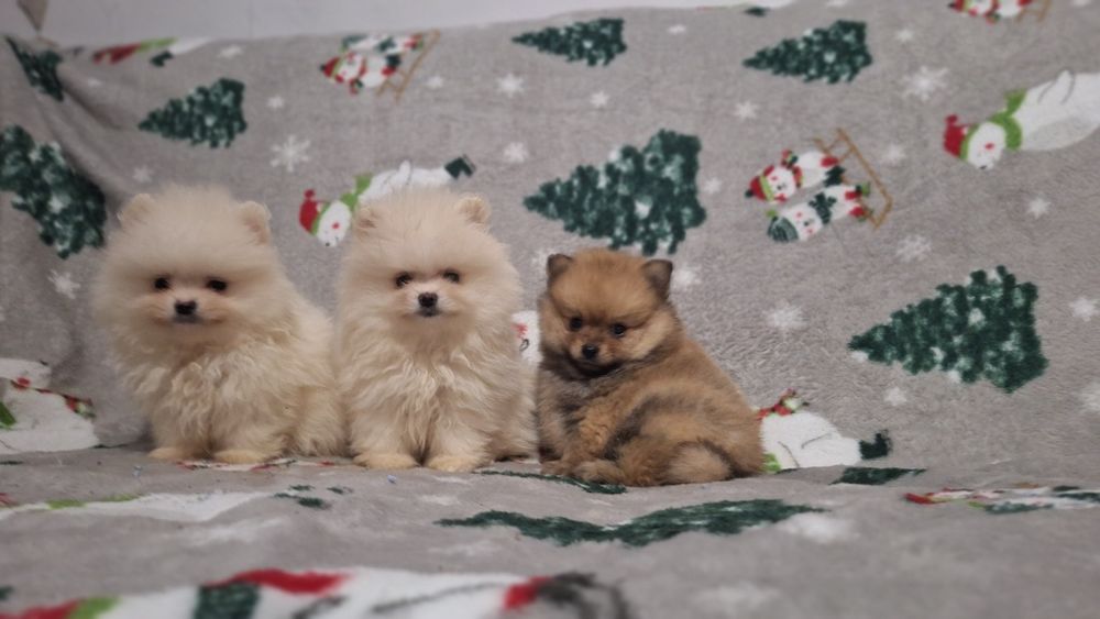 Померан мини померанчета