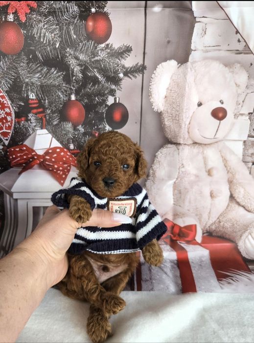 Пудел той Poodle toy / Тийкъп с родословие