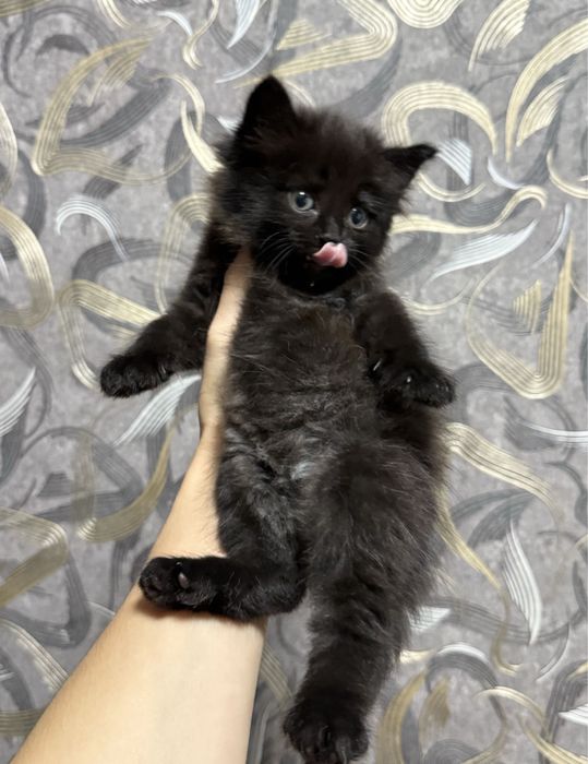 отдам котенка красивую девочку