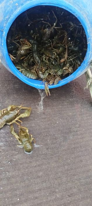 Продам живых раков