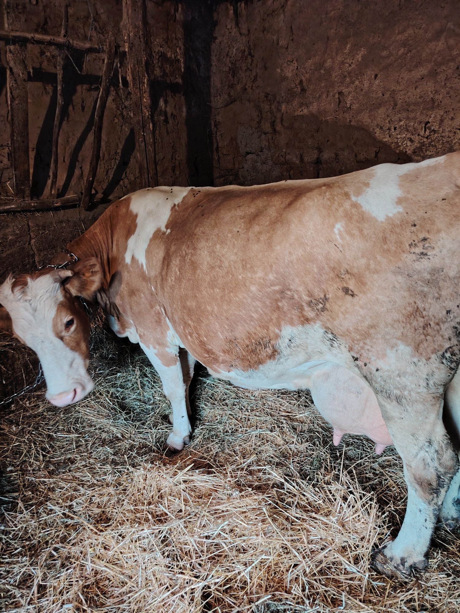 vaca cu lapte de vanzare