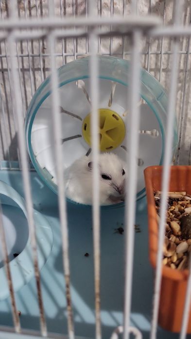 Продам хомячка с клеткой