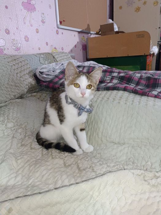 Котёнок (девочка) в добрые руки. Mushukcha (qiz) ishonchli qo'llarda