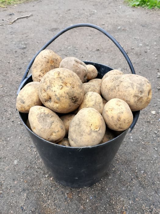 Продам картофель