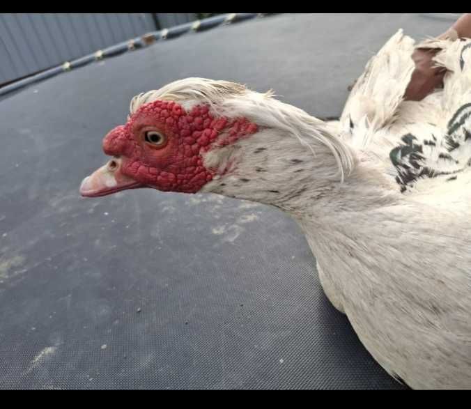 Vând rata muta/leseasca