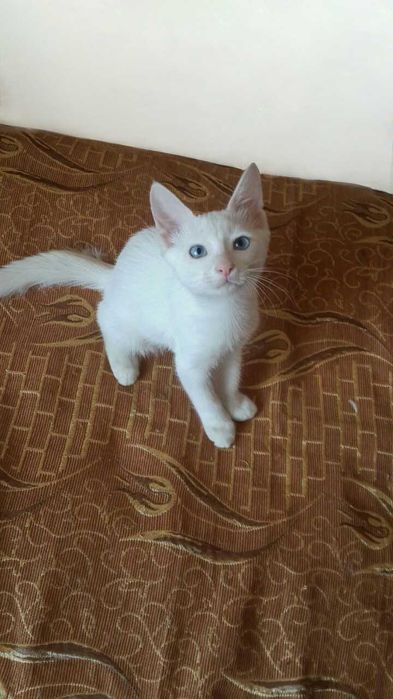 Отдам двоих красивых мальчиков котят Ангороской породы в хорошие руки