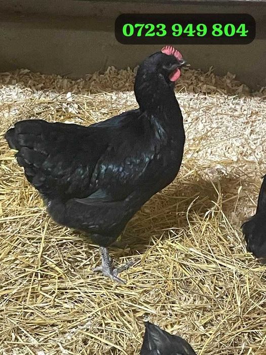 Pui gaini de rasa Australorp Sussex HD Brahma Combatant Marans Jersey