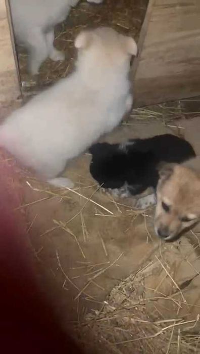 Щенки ищут любящих хозяев, с дальнейшим прослеживанием