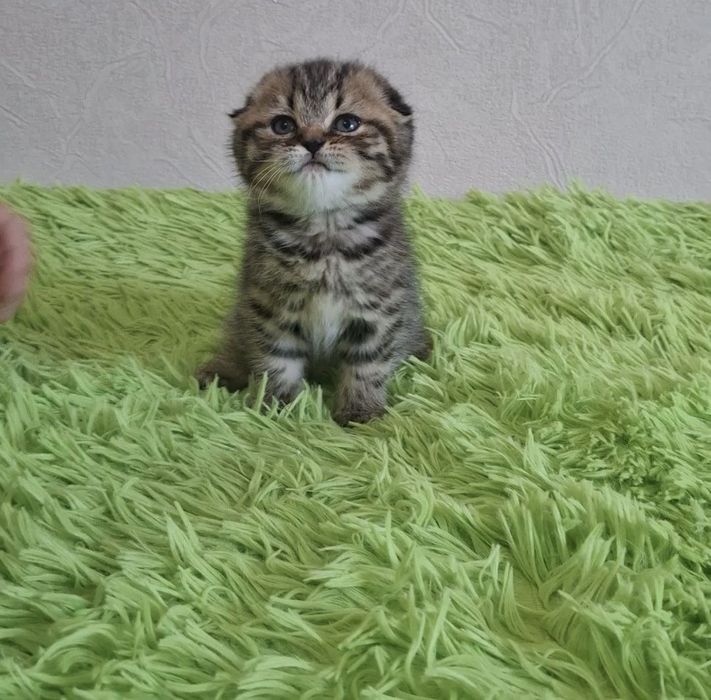 Чистокровные шотландские котята