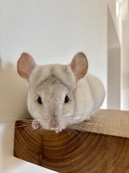 Pui de cincila sinsila chinchilla chinchila + cuscă si accesorii