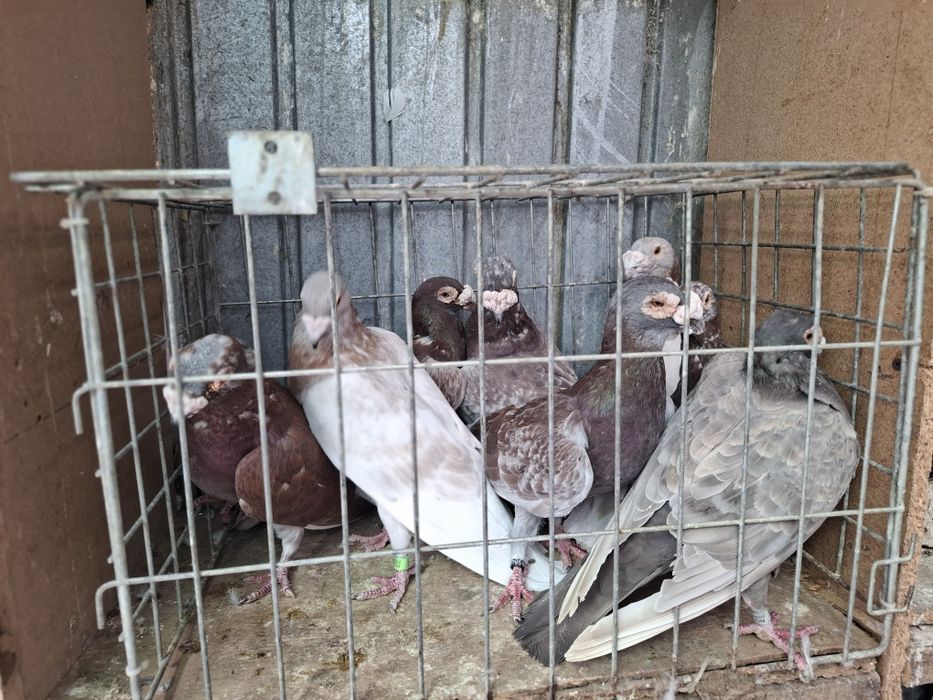 Vand porumbei voiejori de stil vechi