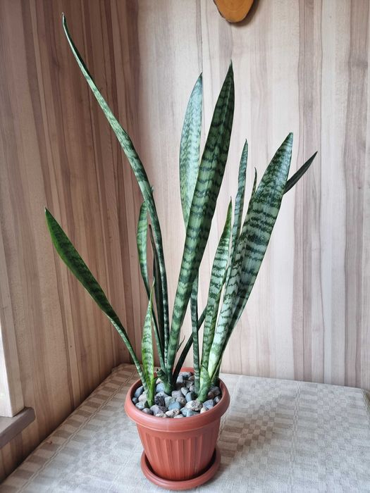 Продам сансевиерию трёхполосную