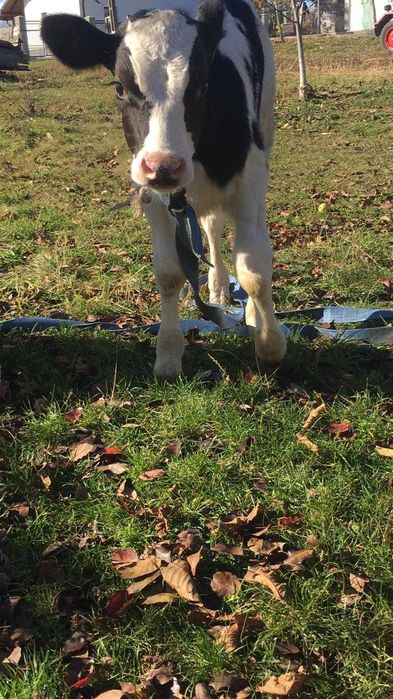 Vand vitel de 4 saptamani  pret 1900 lei negociabil