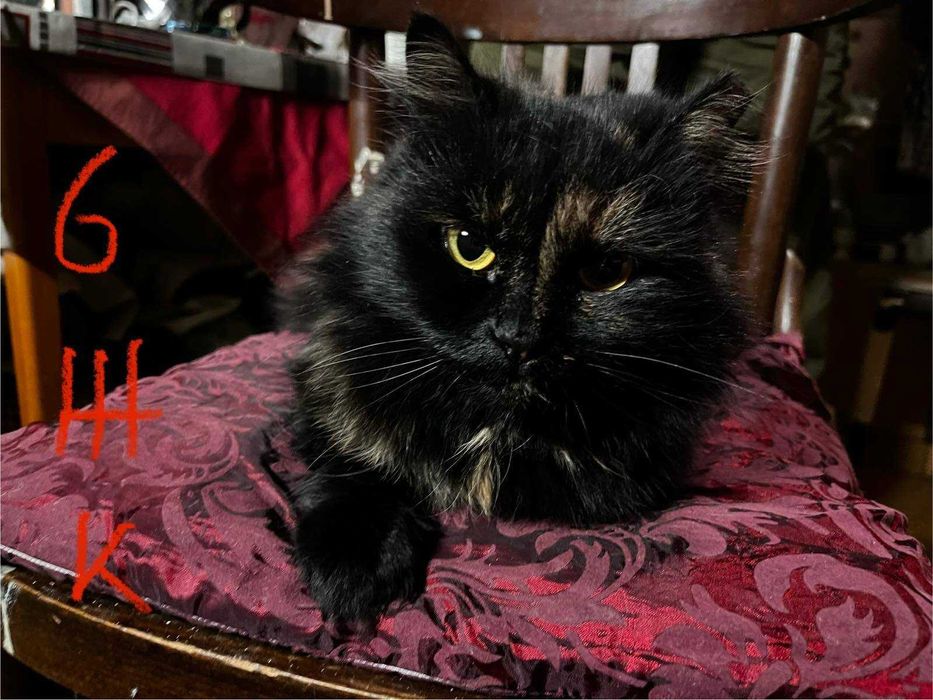 Спешно - Домашни котки се нуждаят от Приемен / Постоянен дом