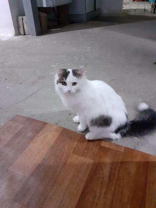 Срочно котята в добрые руки