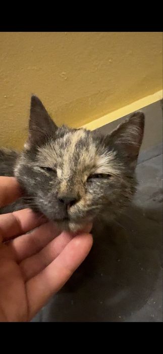 Найдена кошка в бензострое