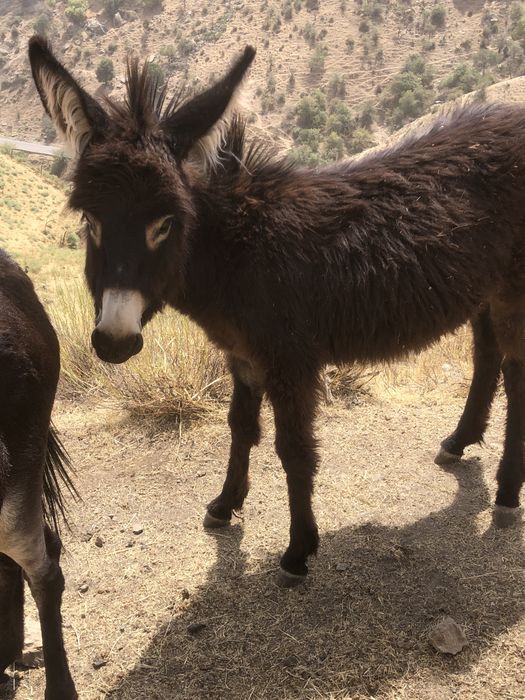 Ona bola urgochi ewwak yuvow tepmaydi tiwlamaydi