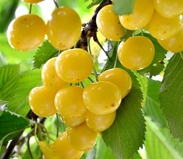 Pomi fructiferi deosebiti Cires Amar Imperial  galben