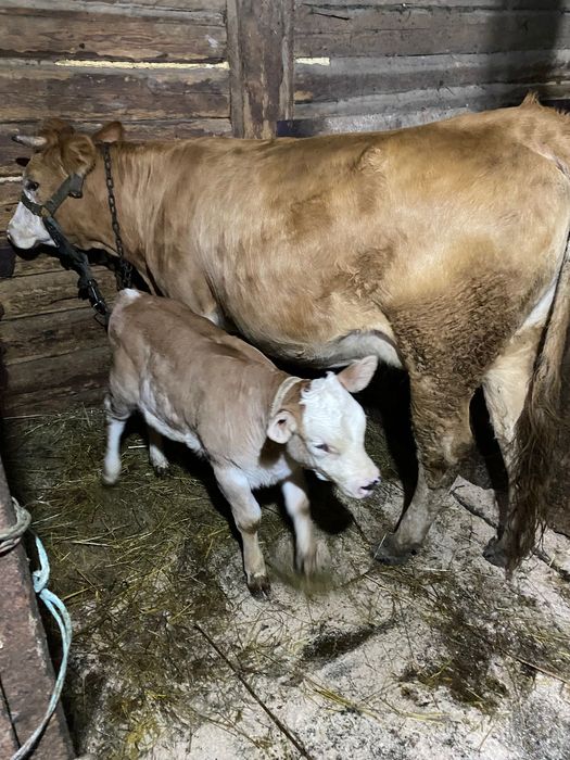 Vând vaca cu vițel