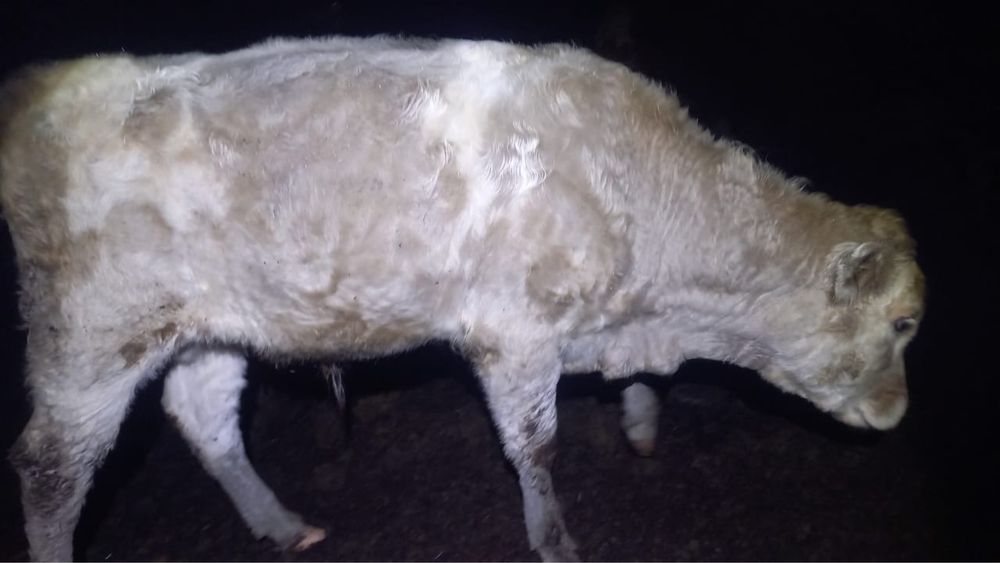 Еркек потсос баспақтар сатамын!