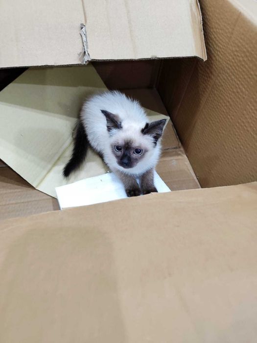 Отдам котенка сиамской породы