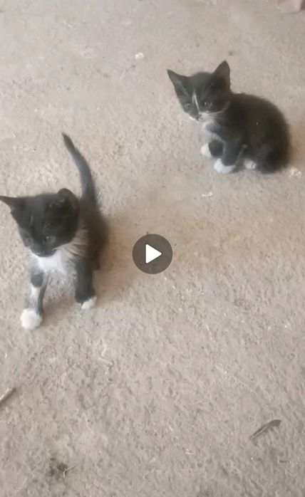 Мысық, марғау сатылады / p.s Мысыққа мейіріммен, жауапкершілі