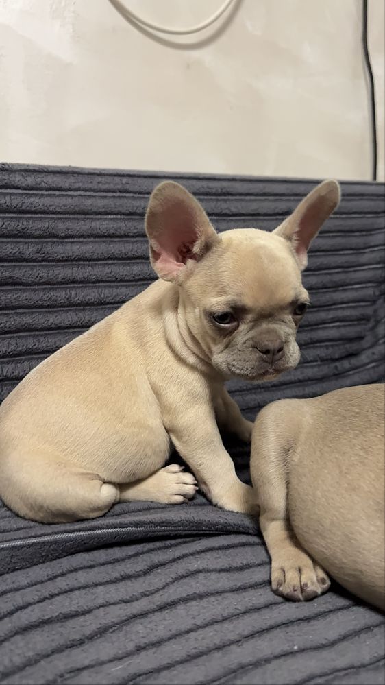 Френски булдог / Frenchie