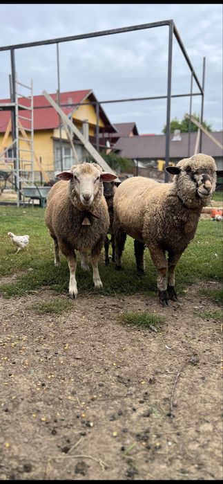 Oi metis texel 1 berbec si 2 oi